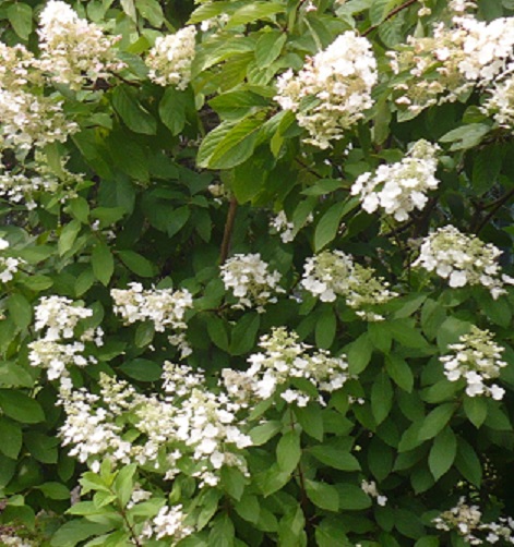 Hydrangea pan. Early Sensation – Vesneri Aed